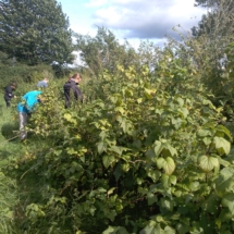 Berry picking
