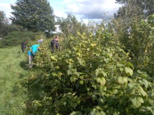Berry picking