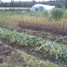 Garden weeding