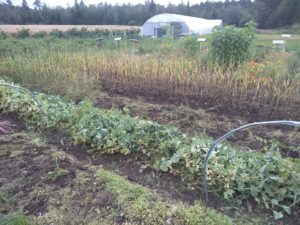 Garden weeding
