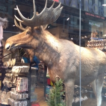 My first Elk-2