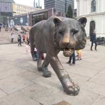 Sibirischer Tiger