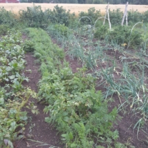 2Garten1