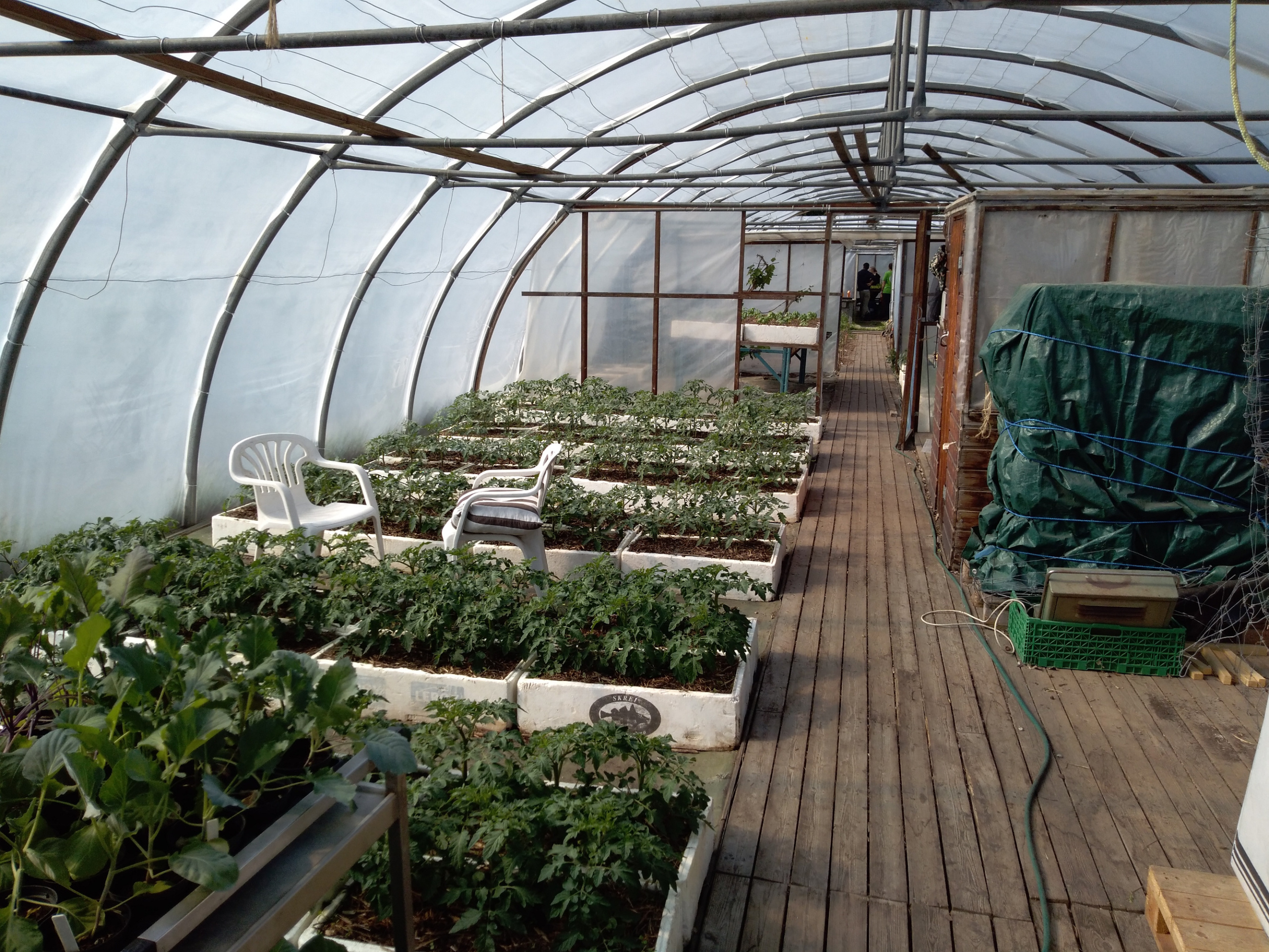 Tomaten