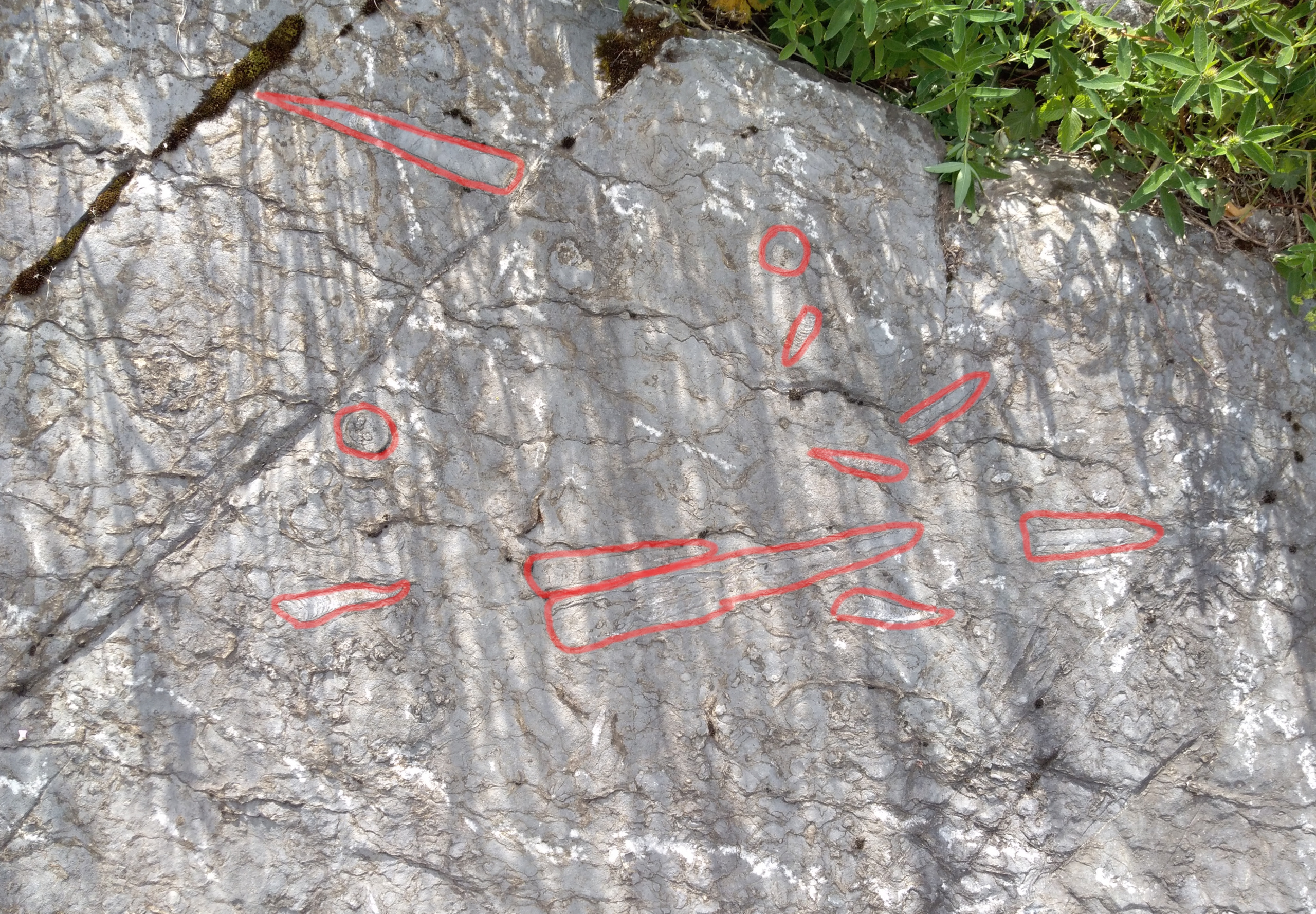 Fossilien im Stein