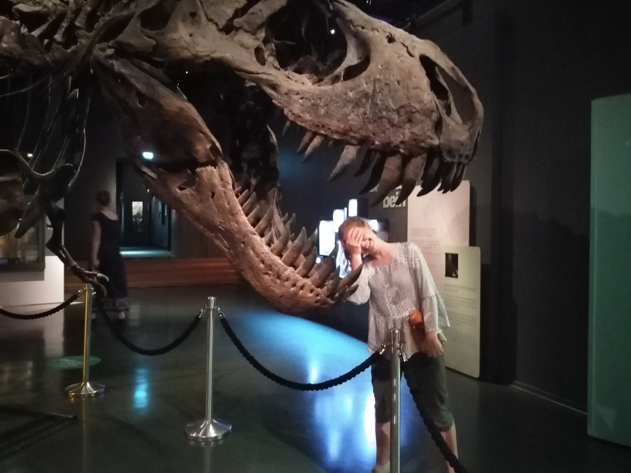 T-Rex Skelett