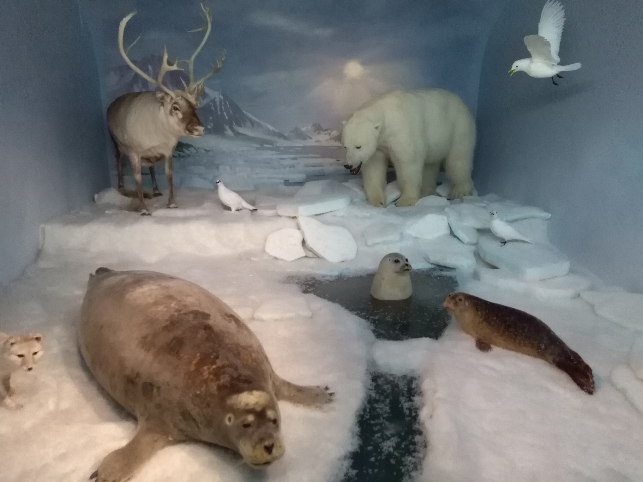 Tiere am Nordpol