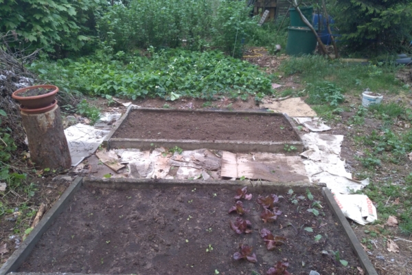 G-Beet_20190509_201240 G-Beet_20190509_201240
